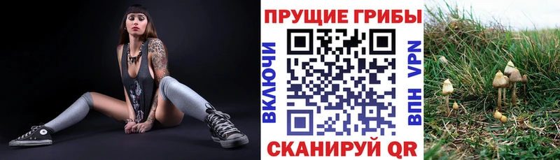 купить наркотики сайты  Кондопога  Псилоцибиновые грибы Cubensis 